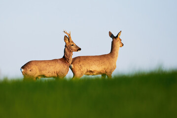 Roe deer male and female on a field ( Capreolus capreolus ). European roe