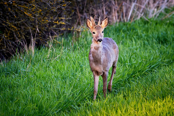 Roe deer buck close-up ( Capreolus capreolus ). European roe
