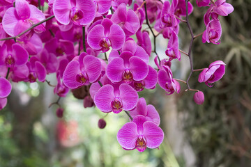 Phalaenopsis or Moth Orchid