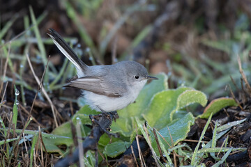 Tiny Bluegray gnatcatcher bird perches briefly on a low branch of vegetation while remaining alert in the nature estuary
