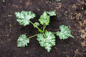 Zuchini sprout in the garden . Squash sprout . Young zuchini leaves on the ground