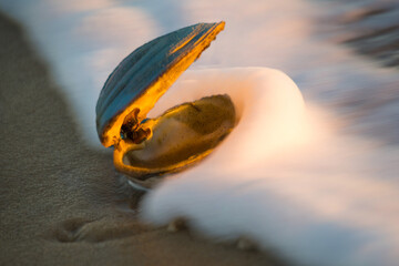 An open sea shell in the wave on  the beach under the evening light