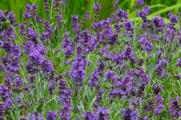 Purple fragrant lavender blooms in the field in the summer.