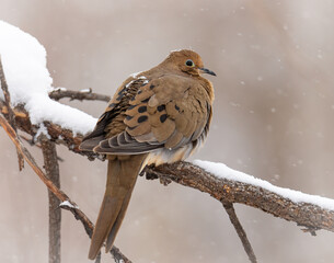 Mourning dove (zenaida macroura) perched on branch in winter snow
