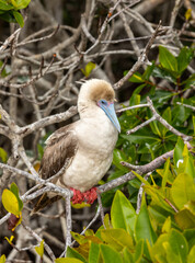 Portrait of Red footed booby perched on mangrove branch with branches and leaves in background
