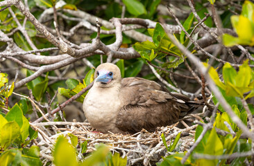 Portrait of red footed booby sitting on nest in mangrove tree