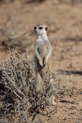 Fototapeta premium Meerkat in the Kgalagadi