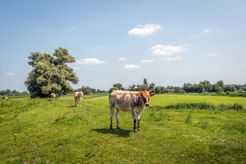 Cow in a Dutch polder landscape looks curiously at the photographer. The photo was taken in the province of North Brabant on a sunny day at the beginning of summer.