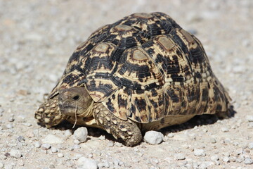 Leopard Tortoise in the Kgalagadi