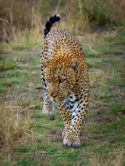 Leopard - Panthera pardus, big spotted yellow cat in Africa, genus Panthera cat family Felidae, portrait in the bush in Africa, adult male creep and walk against me, face to face view