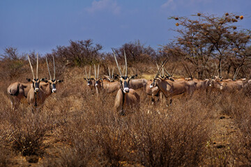 East African Oryx - Oryx beisa also Beisa, antelope from East Africa, found in steppe and...