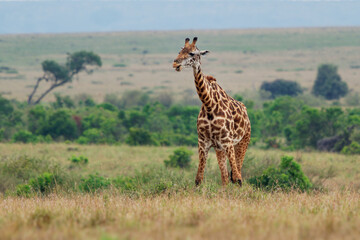 Masaai Giraffe - Giraffa tippelskirchi also Maasai or Kilimanjaro giraffe, largest giraffe, native to East Africa, Kenya and Tanzania, distinctive irregular jagged, star-like blotches