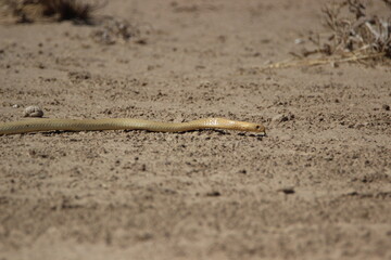 Cape Cobra in the Kgalagadi