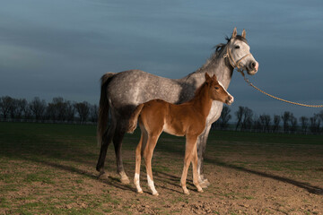 arab mare and foal
