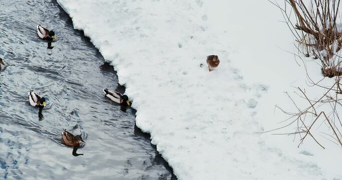 wild ducks on the ice of the river. Wild waterfowl surviving the winter in an urban setting. Selective focus on animals