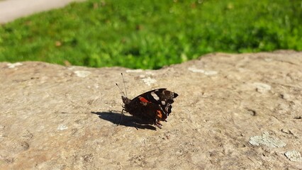 butterfly on the ground