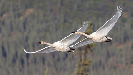 Trumpeter Swan Pair Practicing for Migration South