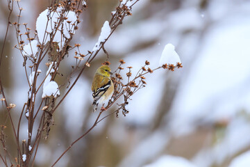 Ameican Goldfinch feeding on the seeds of a snow-covered aster. 