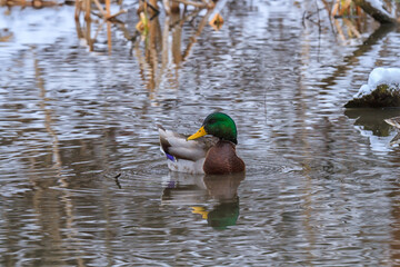 Male mallard swimming on a small pond in winter. 