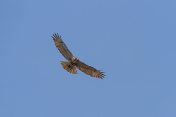 Red-tailed Hawk in flight against a clear blue sky