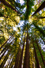 giant sequoia trees in redwoods california