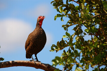Swainsonfrankolin / Swainson's francolin or Swainson's spurfowl / Francolinus swainsonii.