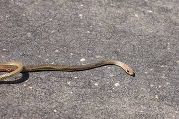 Olive Peitschenschlange / Olive grass snake or Olive whipe snake / Psammophis mossambicus