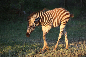 Steppenzebra / Burchell's zebra / Equus burchellii..