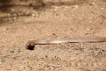 Mosambik-Speikobra / Mozambique spitting cobra / Naja mossambica