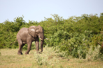 Obraz premium Słoń afrykański / Loxodonta africana