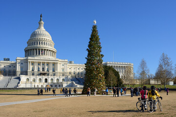 United States Capitol, often called Capitol Building, and Christmas Tree. Washington, D.C.
