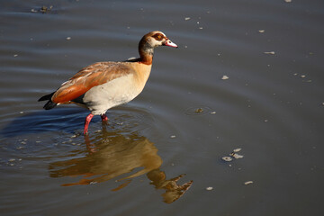 Nilgans / Egyptian goose / Alopochen aegyptiacus..
