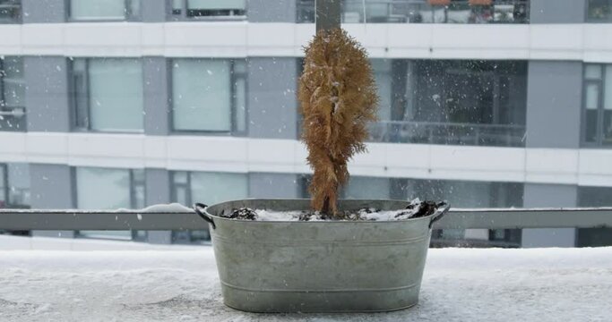 4K stock footage of the snow falling on top of the small orange tree. Slow-motion video