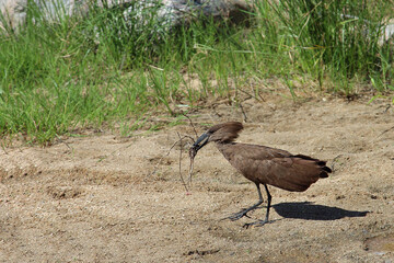 Hammerkopf / Hamerkop / Scopus umbretta