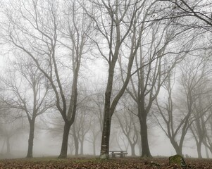 Autumn landscape with heavy fog and bare trees