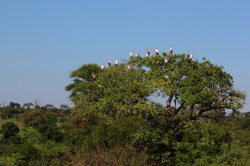 Nimmersatt / Yellow-billed stork / Mycteria ibis
