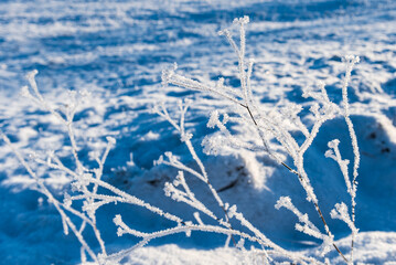 White ice crystals on grass in bright sunlight. Snow crystals close-up on a bright frosty winter day. White sparkling snow surface close up