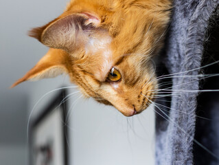 Portrait of Red Maine Coon Domestic Cat.