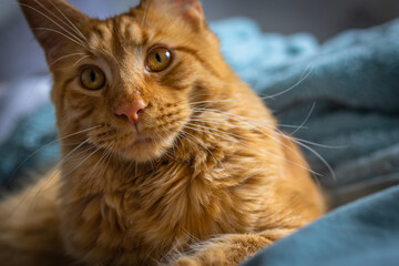 Portrait of Red Maine Coon Domestic Cat.