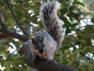 Squirrel looking down