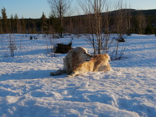Portrait of a dog, retriever cute dogs on a snow