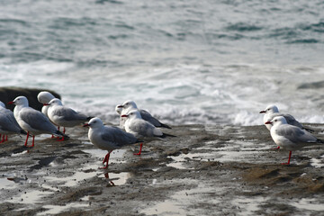 A flock of seagulls are standing on a rock ledge filled with puddles beside a rough sea. The seagulls are white and grey, with black tails. Their beaks and legs are red.