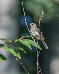Young Dark-eyed Junco Perched in a tree