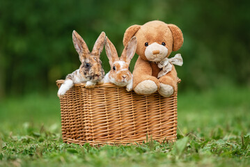 Two mini rex rabbits sitting in a basket with a soft bear toy in summer