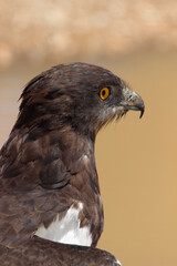 Black-chested Snake Eagle, Kgalagadi