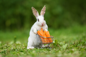 Mini rex rabbit with a shopping cart full of carrots in summer - 478039740