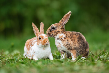 Two little mini rex breed rabbits in summer - 478039748