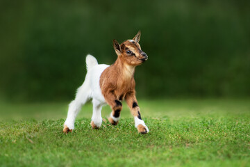 Little funny goat baby running in summer. Farm animals. - obrazy, fototapety, plakaty