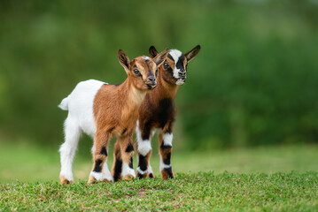 Two little goat babies in summer. Farm animals. - 478039766