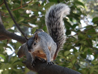 Squirrel on tree